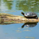 Una tartaruga si specchia nell'acqua